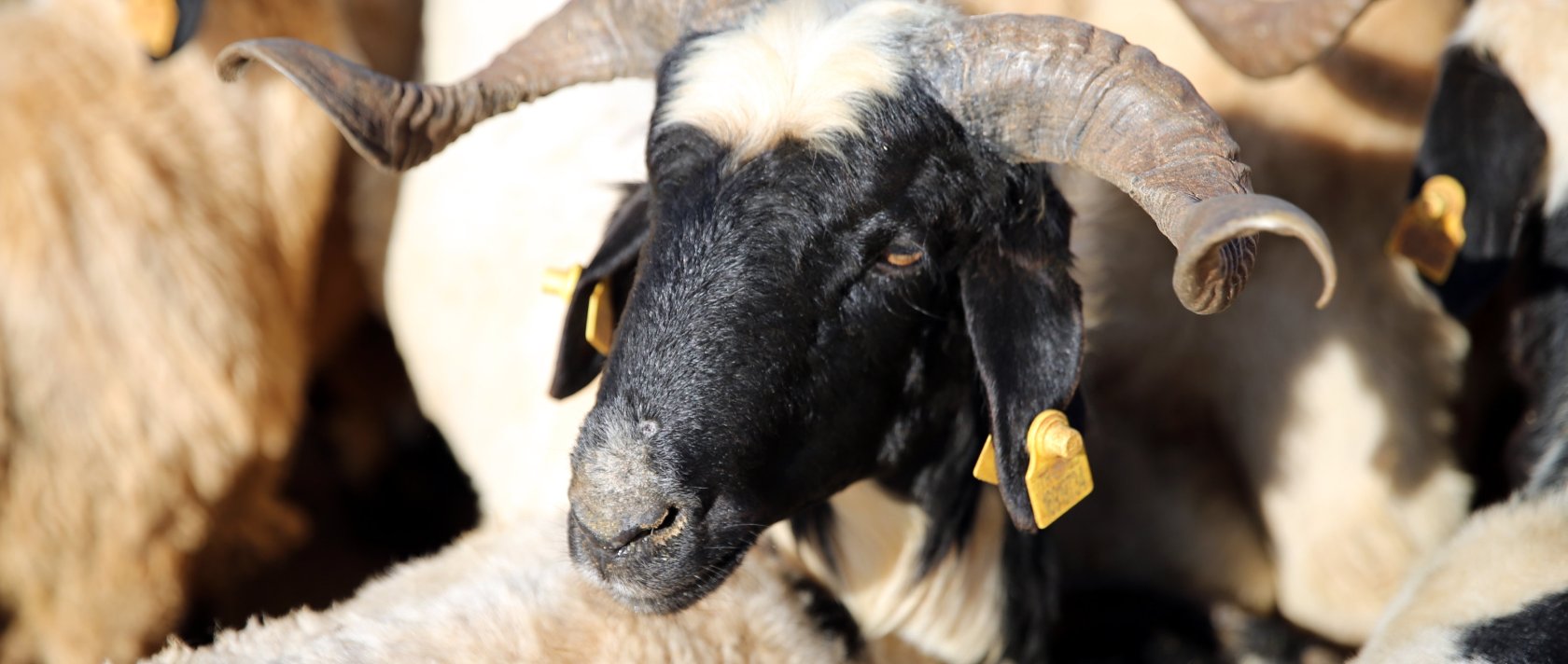 A sheep at an animal market as Eid al-Adha approaches, Şanlıurfa, Türkiye, May 17, 2026. (AA Photo) 