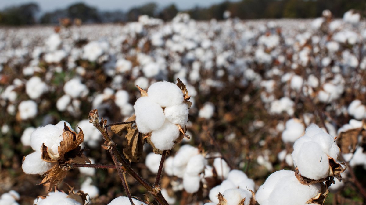 Scientists pinpoint where modern cotton was 1st domesticated