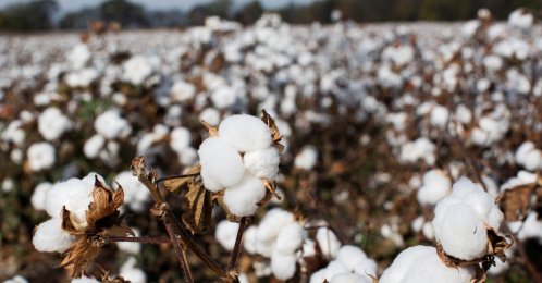 Cotton waiting to be picked sits in a field in Florence, Alabama, U.S., Oct. 23, 2015. (Reuters Photo)