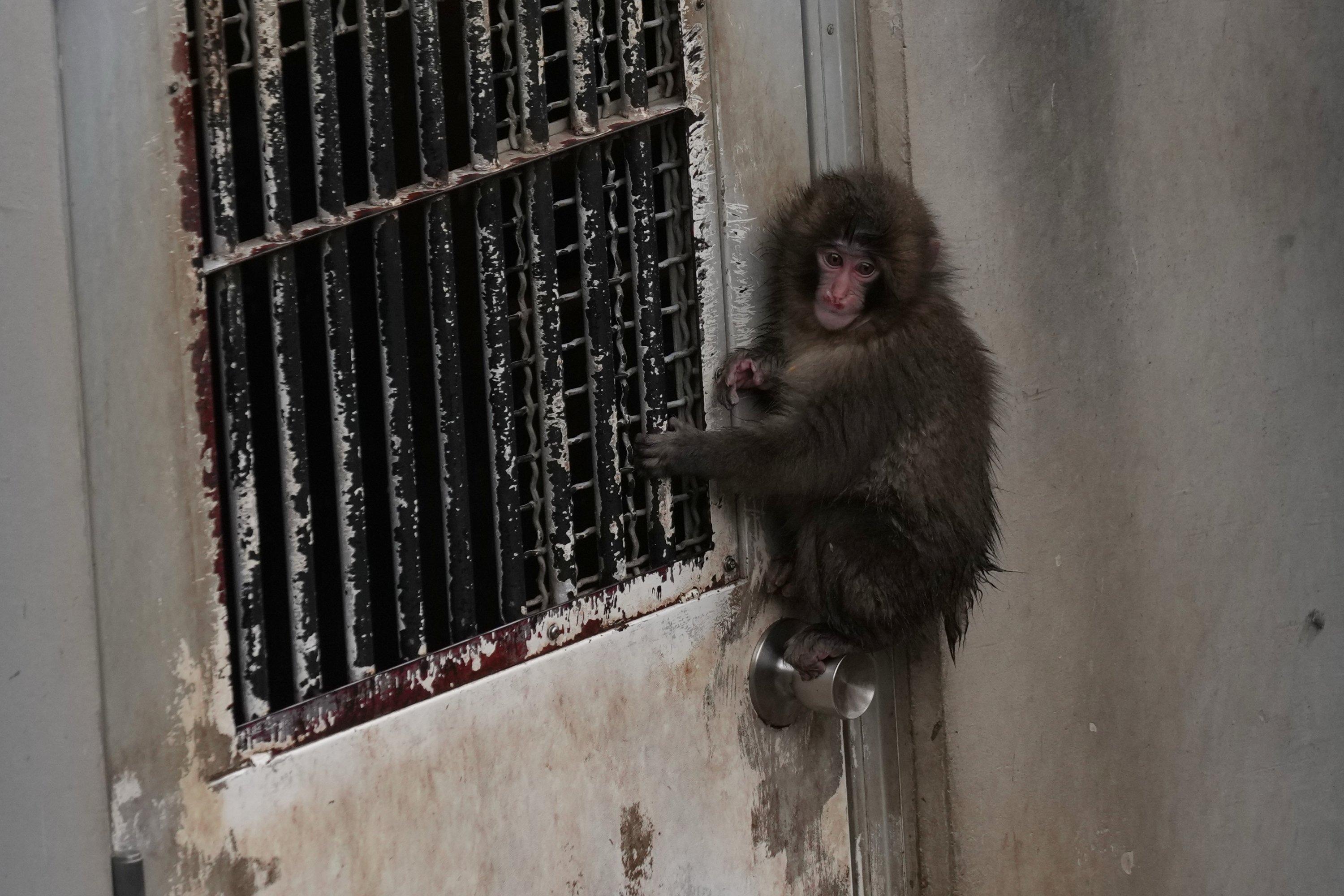 2 Americans charged in Japan after entering famous monkey’s exhibit