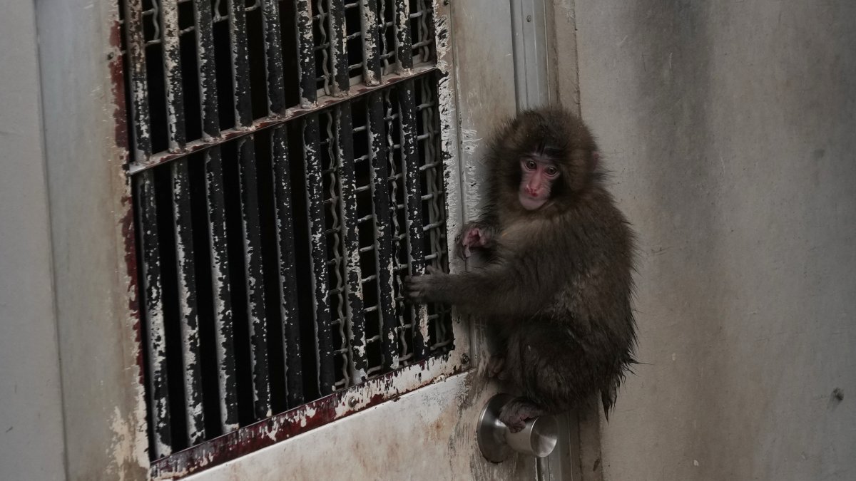 Punch, a Japanese macaque born on July 26, 2025, climbs on the door while playing in the monkeys' playground at the Ichikawa City Zoo, Ichikawa, Japan, March 3, 2026. (AP Photo)
