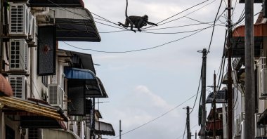 Dusky langurs called "Julie" (top) and "Bulat" (bottom), named by the Langur Project Penang (LPP), crossing over utility wires in the back alley of a residential area in the Tanjung Bungah area of George Town, Malaysia, April 9, 2026. (AFP Photo)