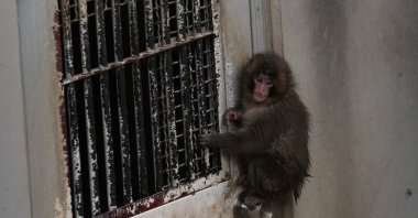 Punch, a Japanese macaque born on July 26, 2025, climbs on the door while playing in the monkeys' playground at the Ichikawa City Zoo, Ichikawa, Japan, March 3, 2026. (AP Photo)
