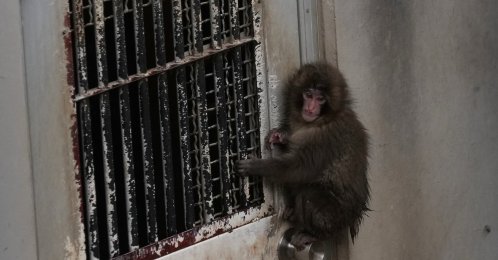 Punch, a Japanese macaque born on July 26, 2025, climbs on the door while playing in the monkeys' playground at the Ichikawa City Zoo, Ichikawa, Japan, March 3, 2026. (AP Photo)