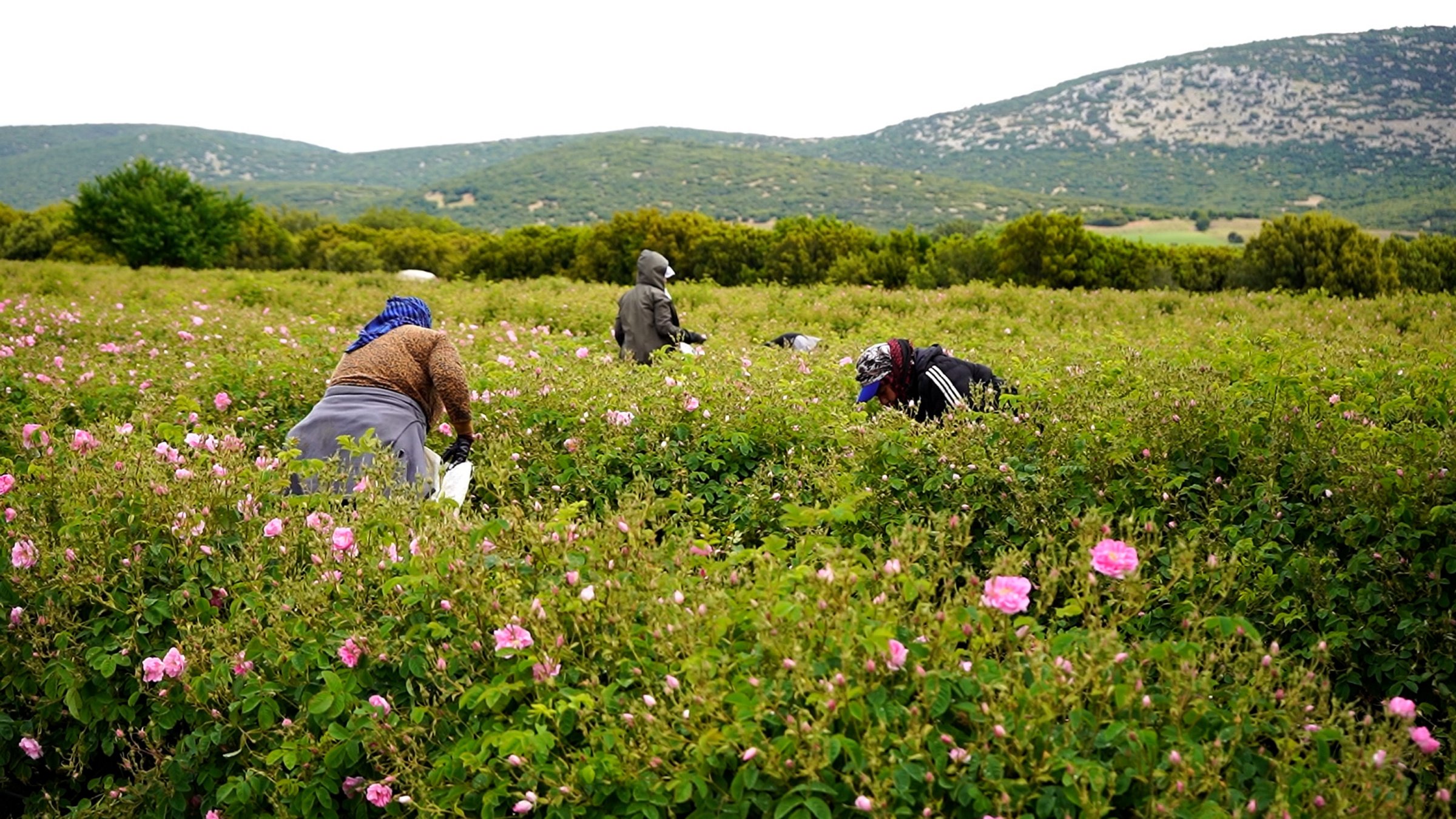 Farmers harvest roses in Isparta, southern Türkiye, May 21, 2026. (AA Photo)