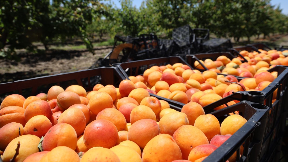 A general view of baskets filled with apricots during early harvest season, Adana, southern Türkiye, May 11, 2026. (IHA Photo)