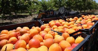 A general view of baskets filled with apricots during early harvest season, Adana, southern Türkiye, May 11, 2026. (IHA Photo)