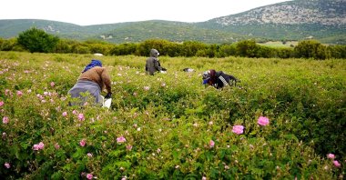 Farmers harvest roses in Isparta, southern Türkiye, May 21, 2026. (AA Photo)