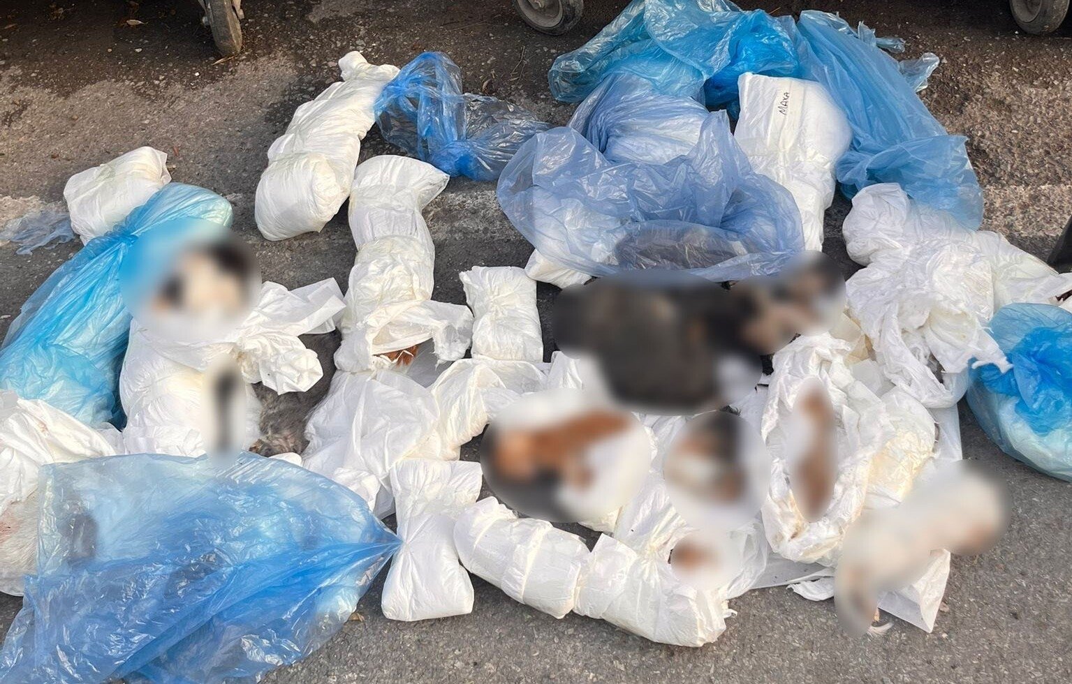 Authorities investigate 33 dead cats found in Izmir, W. Türkiye
