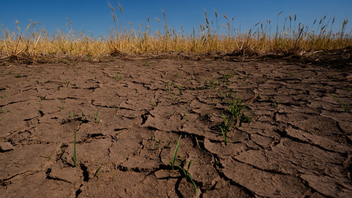 Drought-stressed wheat plants stand adjacent to parched ground in a field near Macksville, Kansas, U.S., May 16, 2026. (AP Photo)