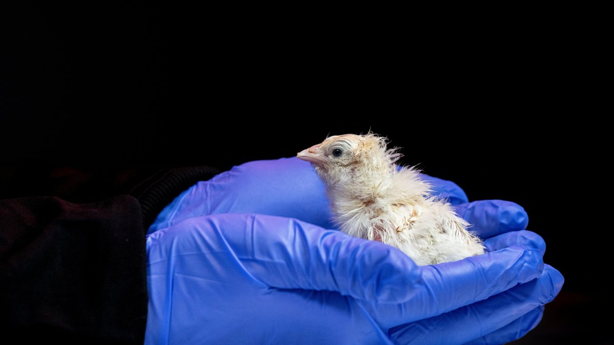A researcher holds a chick newly hatched from an artificial egg developed by Colossal Biosciences at a laboratory at the company's headquarters in Dallas, Texas, U.S., in this undated photograph released on May 19, 2026. (Reuters Photo)