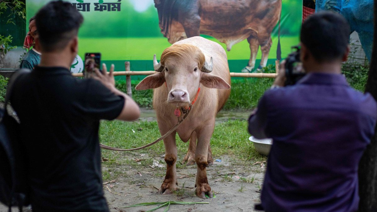 Content creators shoot videos of an albino buffalo nicknamed "Donald Trump" for sale ahead of Eid al-Adha at a livestock farm in Narayanganj, Bangladesh, May 17, 2026. (AFP Photo)