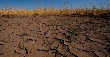 Drought-stressed wheat plants stand adjacent to parched ground in a field near Macksville, Kansas, U.S., May 16, 2026. (AP Photo)
