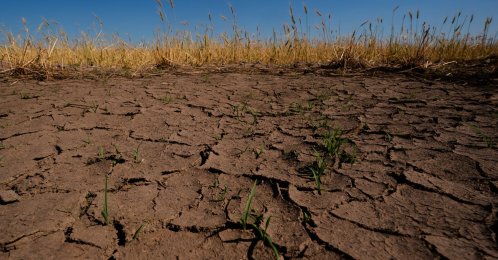 Drought-stressed wheat plants stand adjacent to parched ground in a field near Macksville, Kansas, U.S., May 16, 2026. (AP Photo)