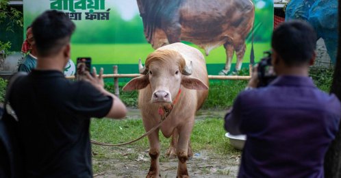 Content creators shoot videos of an albino buffalo nicknamed "Donald Trump" for sale ahead of Eid al-Adha at a livestock farm in Narayanganj, Bangladesh, May 17, 2026. (AFP Photo)