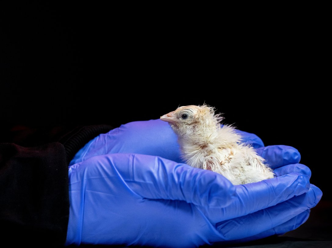A researcher holds a chick newly hatched from an artificial egg developed by Colossal Biosciences at a laboratory at the company's headquarters in Dallas, Texas, U.S., in this undated photograph released on May 19, 2026. (Reuters Photo)
