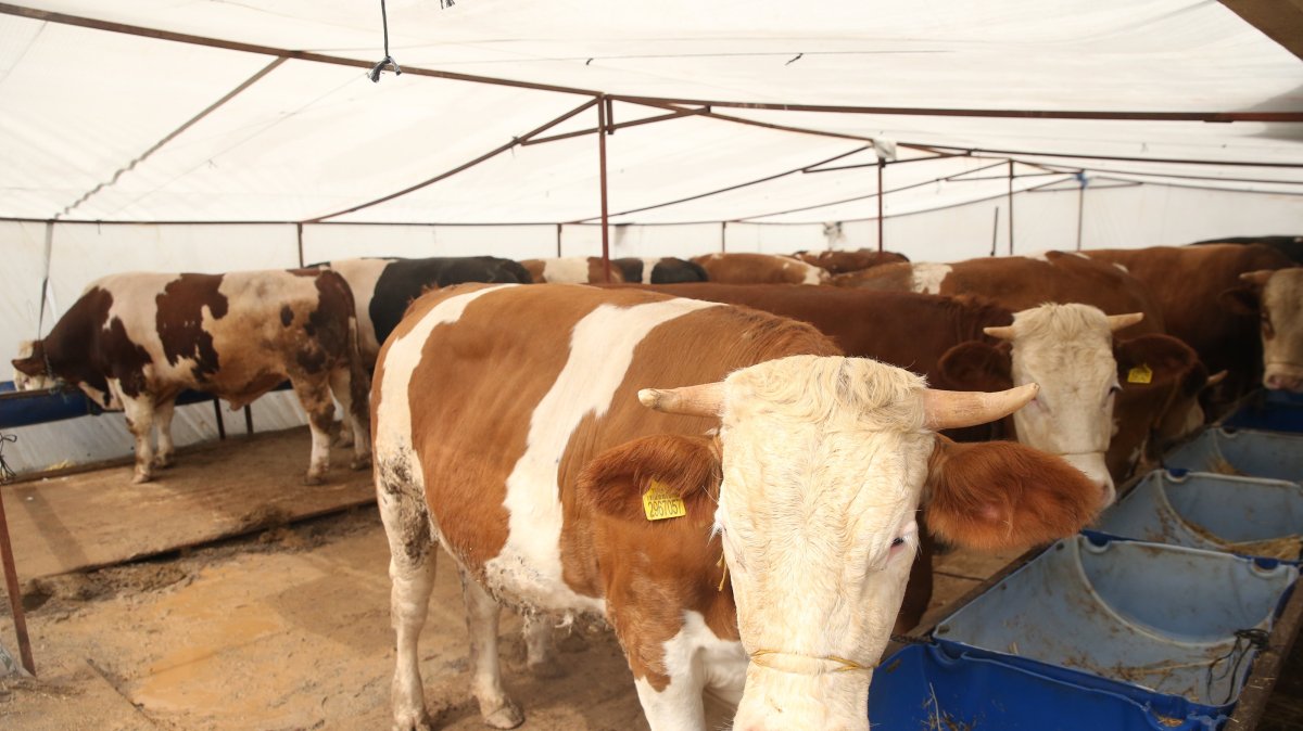 Sacrificial animals seen at a livestock market ahead of Eid al-Adha in Kayseri, central Türkiye, May 25, 2026. (AA Photo)
