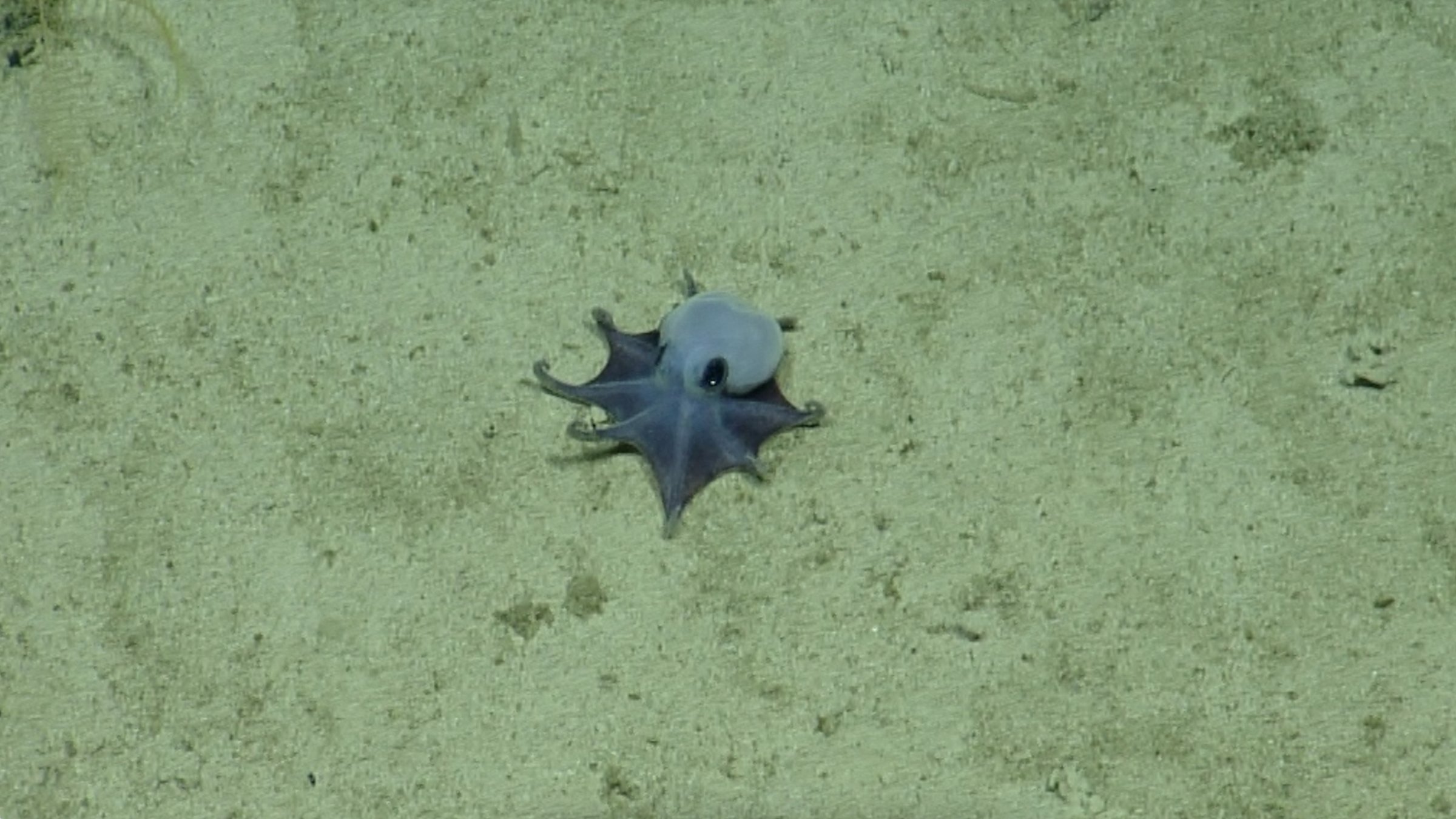 An undated handout picture released on May 22, 2026 by the Charles Darwin Foundation shows a newly discovered blue pygmy octopus off the Galapagos Islands. (AFP Photo)