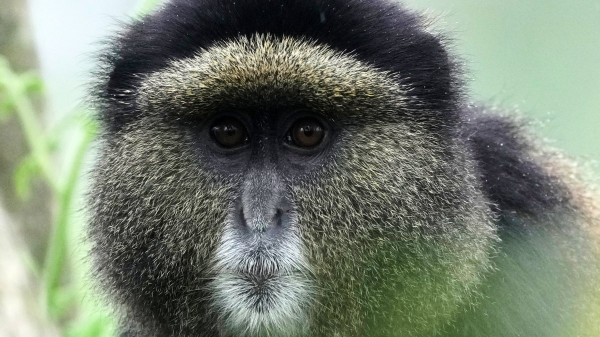 A golden monkey in Volcanoes National Park in Kinigi, Rwanda, March 19, 2026. (AP Photo)