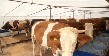Sacrificial animals seen at a livestock market ahead of Eid al-Adha in Kayseri, central Türkiye, May 25, 2026. (AA Photo)