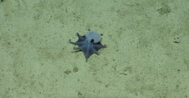 An undated handout picture released on May 22, 2026 by the Charles Darwin Foundation shows a newly discovered blue pygmy octopus off the Galapagos Islands. (AFP Photo)