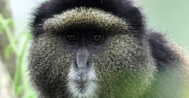 A golden monkey in Volcanoes National Park in Kinigi, Rwanda, March 19, 2026. (AP Photo)