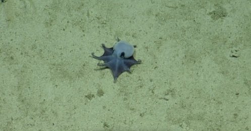An undated handout picture released on May 22, 2026 by the Charles Darwin Foundation shows a newly discovered blue pygmy octopus off the Galapagos Islands. (AFP Photo)