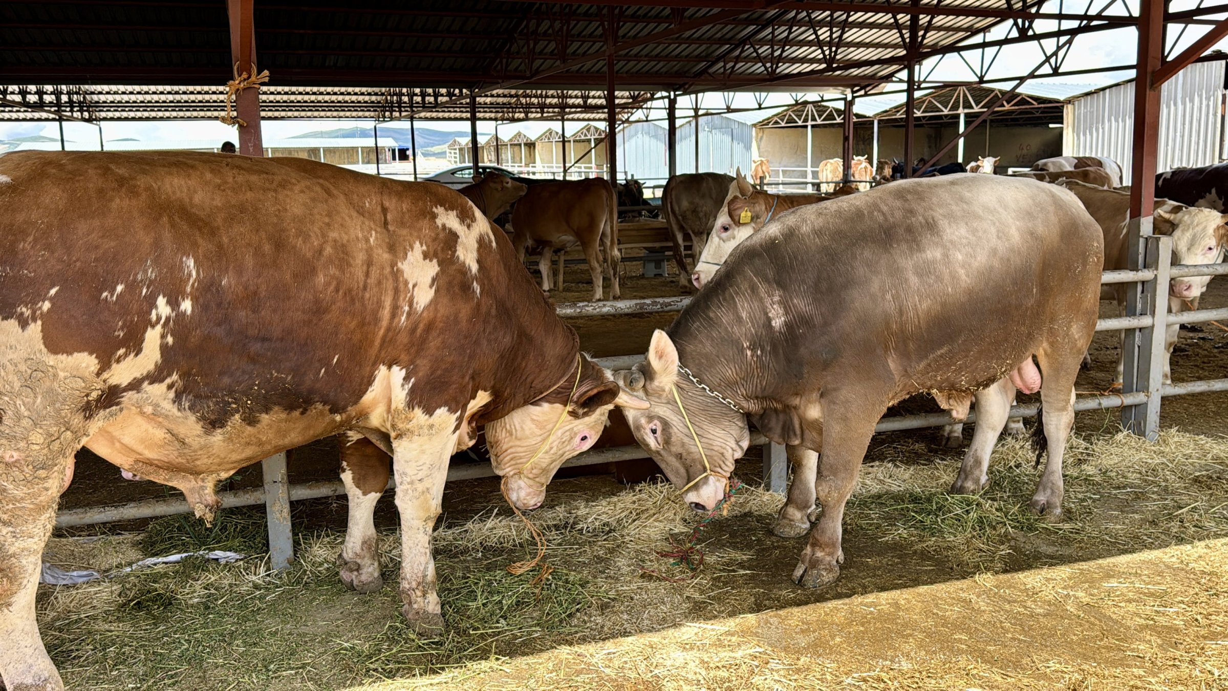 Cattle graze at a livestock market ahead of Eid al-Adha, Kırşehir, Türkiye, May 25, 2026. (AA Photo)