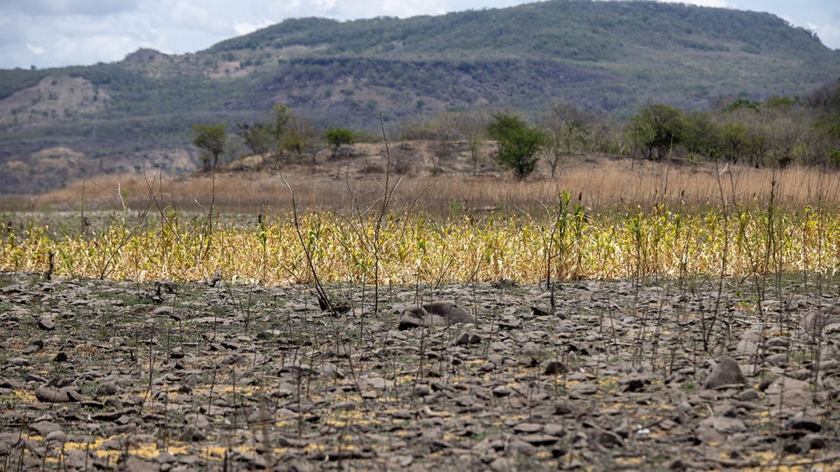 A dried-up cornfield stands amid a drought in Teustepe, Nicaragua, May 25, 2026. (EPA Photo)