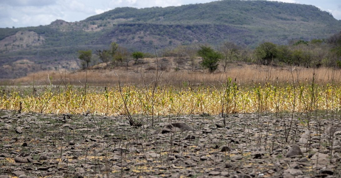 A dried-up cornfield stands amid a drought in Teustepe, Nicaragua, May 25, 2026. (EPA Photo)