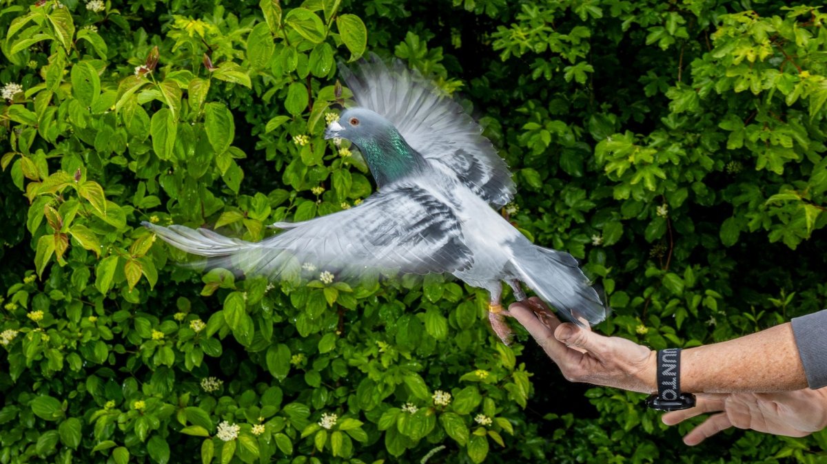 This image provided by the Max Planck Institute of Animal Behavior shows a scientist releasing a homing pigeon, Konstanz, Germany, May, 2026. (AP Photo)