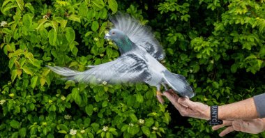This image provided by the Max Planck Institute of Animal Behavior shows a scientist releasing a homing pigeon, Konstanz, Germany, May, 2026. (AP Photo)