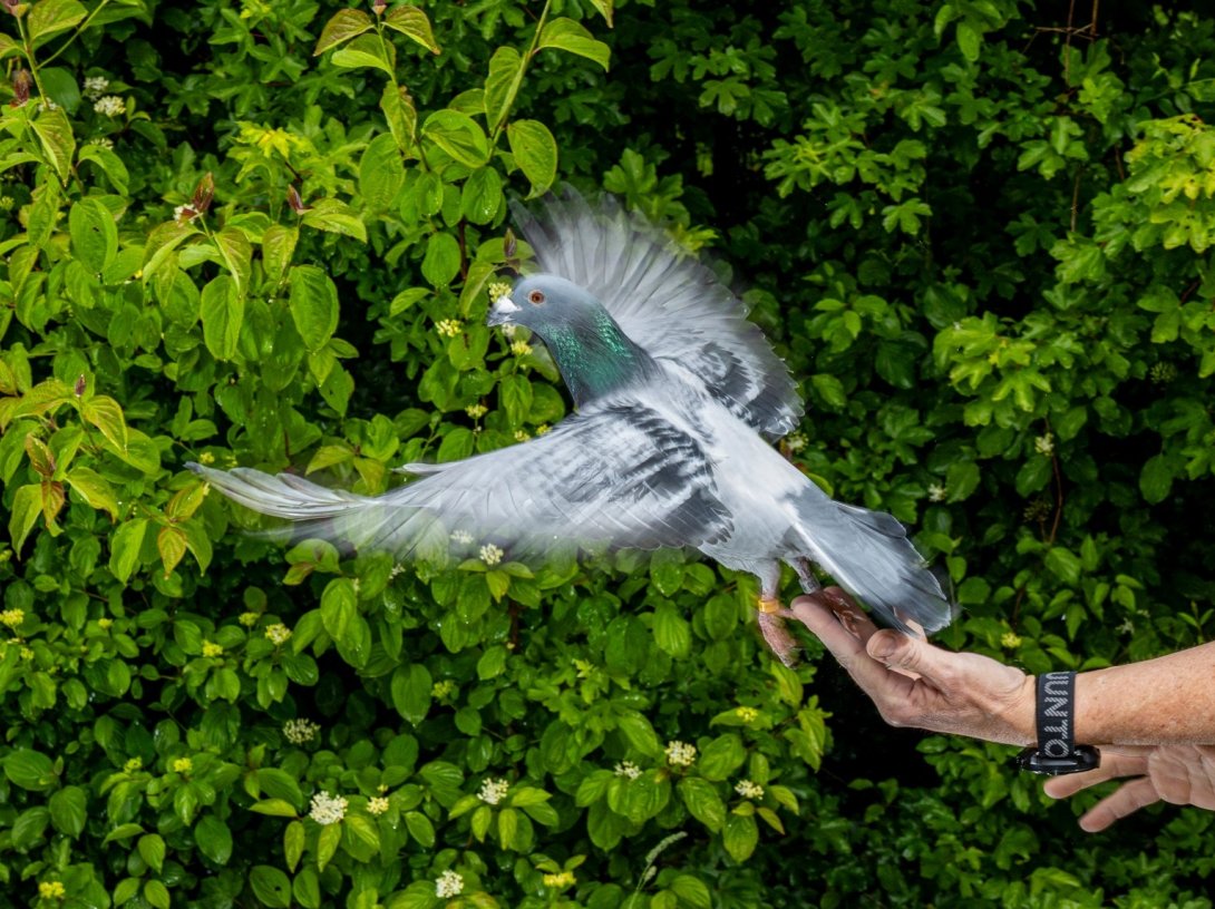 This image provided by the Max Planck Institute of Animal Behavior shows a scientist releasing a homing pigeon, Konstanz, Germany, May, 2026. (AP Photo)