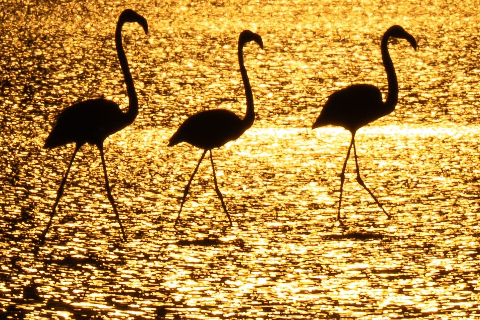 Flamingos rest at Ankara Dam Lake amid seasonal migration season
