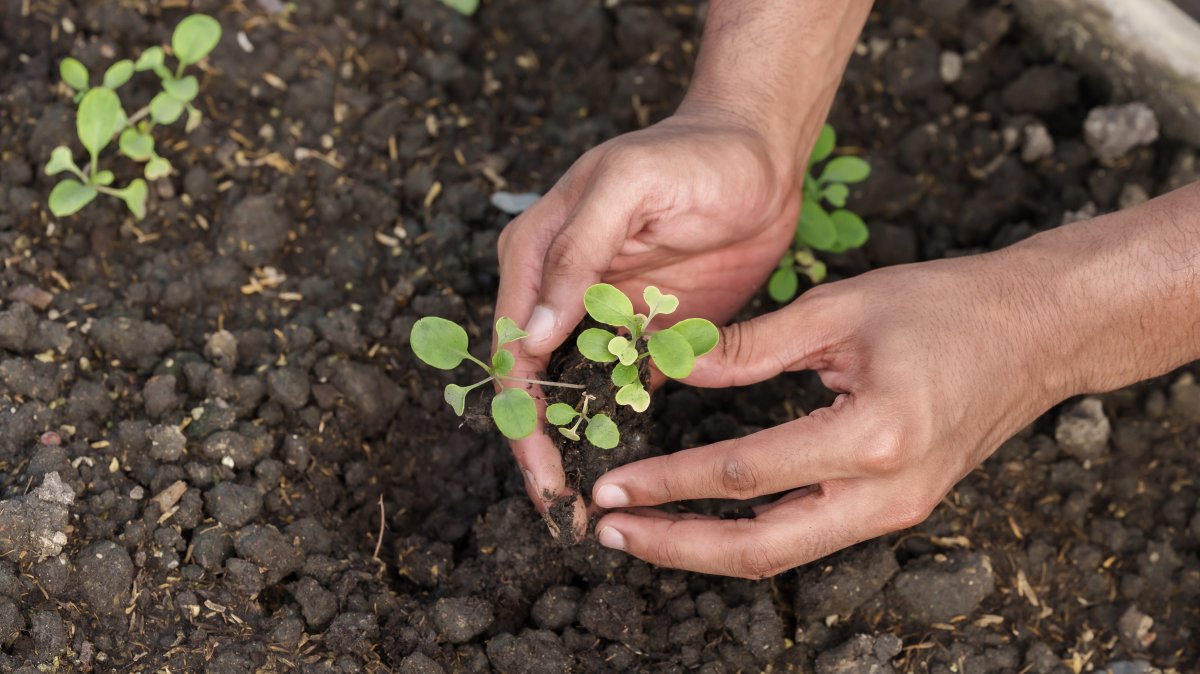 A student planting a seedling into soil. (Shutterstock Photo)