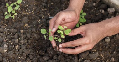 A student planting a seedling into soil. (Shutterstock Photo)