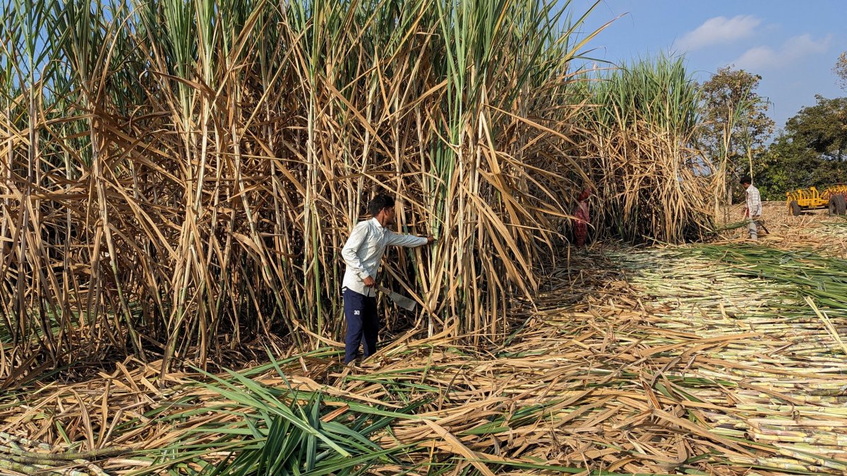 Workers harvest sugarcane in a field in Kolhapur district in the western state of Maharashtra, India, November 30, 2023. (Reuters Photo)