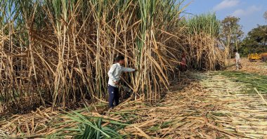 Workers harvest sugarcane in a field in Kolhapur district in the western state of Maharashtra, India, November 30, 2023. (Reuters Photo)