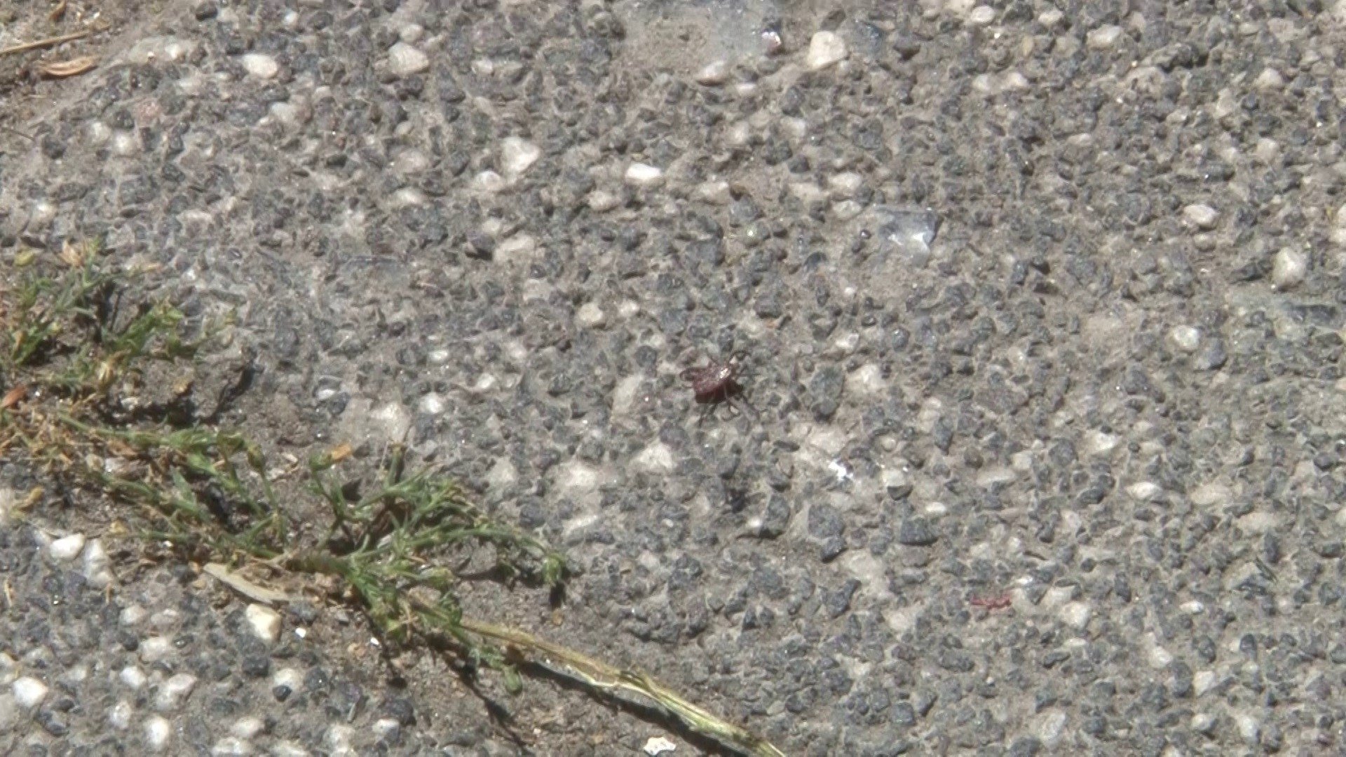 Residents raise alarm as ticks spread across Istanbul neighborhood