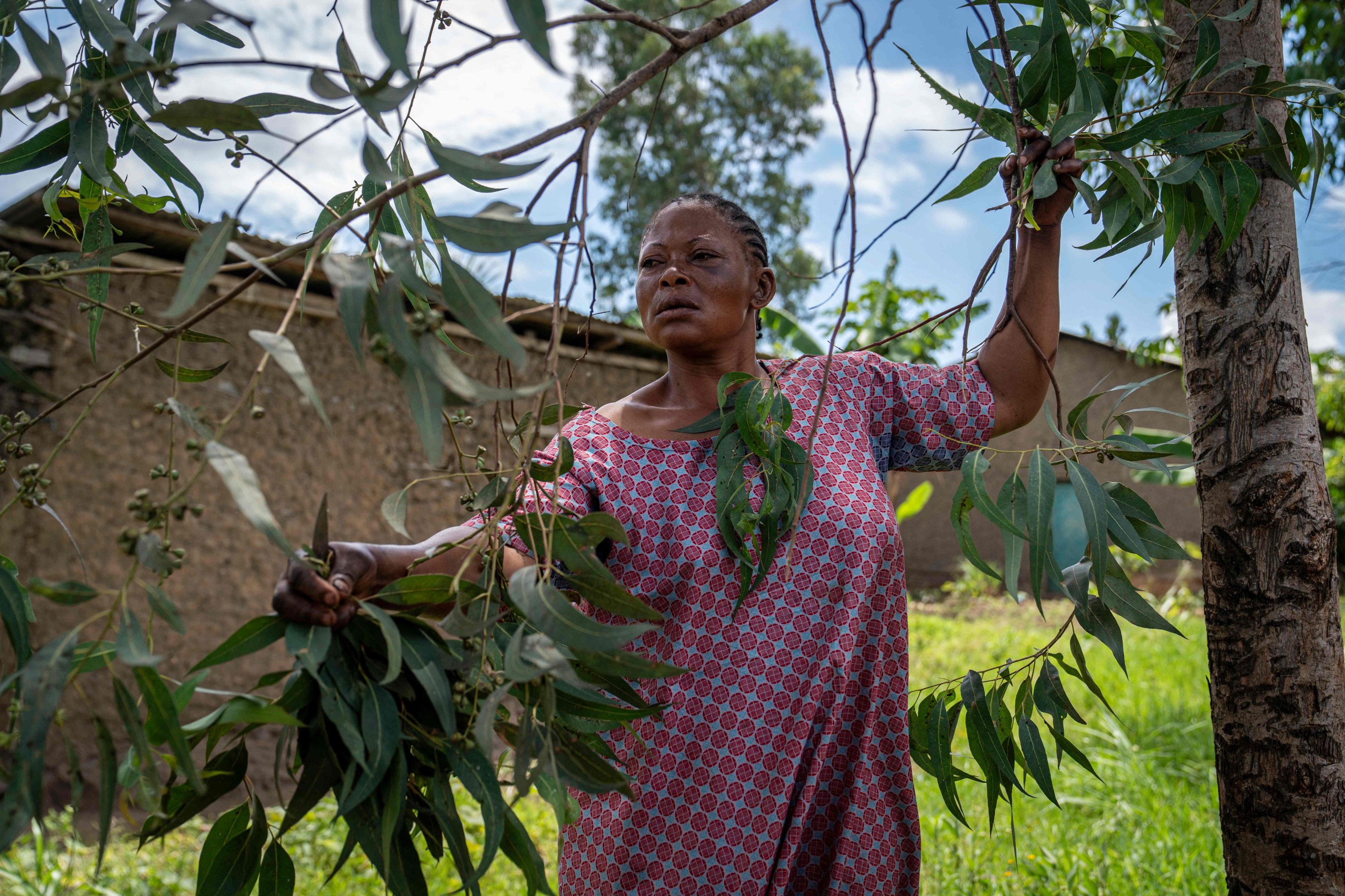 Traditional healers turn to ancestral remedies as Ebola spreads in DRC