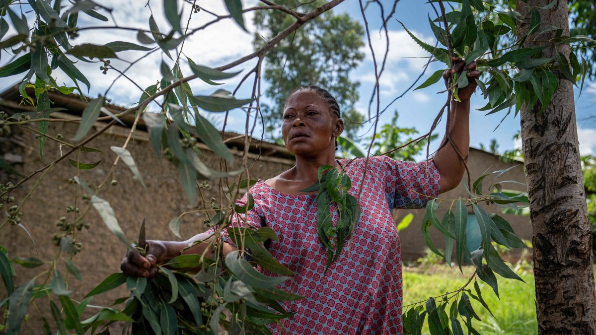 Mariam Kabika cuts eucalyptus leaves in her field, Bunia, DRC, June 2, 2026. (AFP Photo)