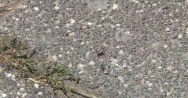 A tick is seen in the Ayazağa neighborhood amid residents' concerns over rising tick sightings, Istanbul, Türkiye, June 4, 2026. (IHA Photo)