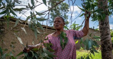 Mariam Kabika cuts eucalyptus leaves in her field, Bunia, DRC, June 2, 2026. (AFP Photo)