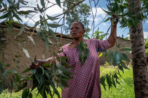 Mariam Kabika cuts eucalyptus leaves in her field, Bunia, DRC, June 2, 2026. (AFP Photo)