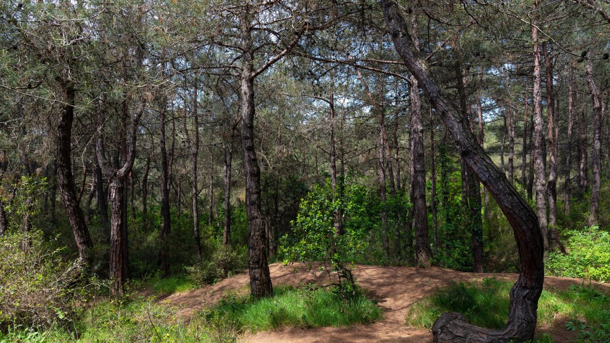 Dense vegetation and ferns cover a section of Belgrad Forest in Istanbul, Türkiye, May 31, 2026. (Shutterstock Photo) 