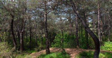 Dense vegetation and ferns cover a section of Belgrad Forest in Istanbul, Türkiye, May 31, 2026. (Shutterstock Photo) 