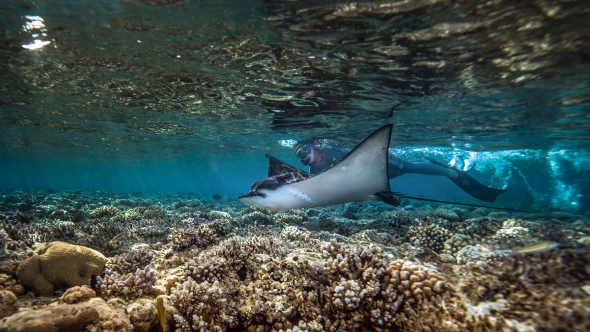 Spotted tiger rays are seen near a coral reef in the Red Sea, Sharm El Sheikh, Egypt, May 30, 2026. (AA Photo)