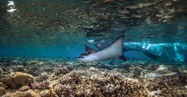 Spotted tiger rays are seen near a coral reef in the Red Sea, Sharm El Sheikh, Egypt, May 30, 2026. (AA Photo)