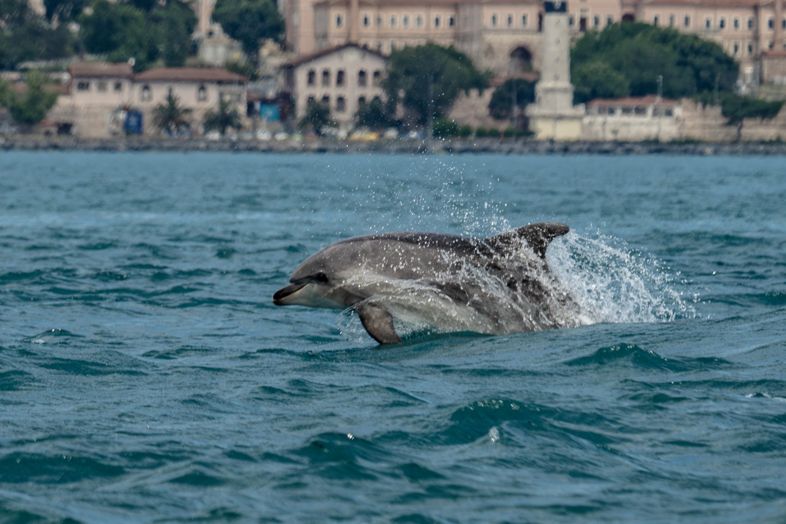 Istanbul researchers track dolphins to study Marmara Sea life
