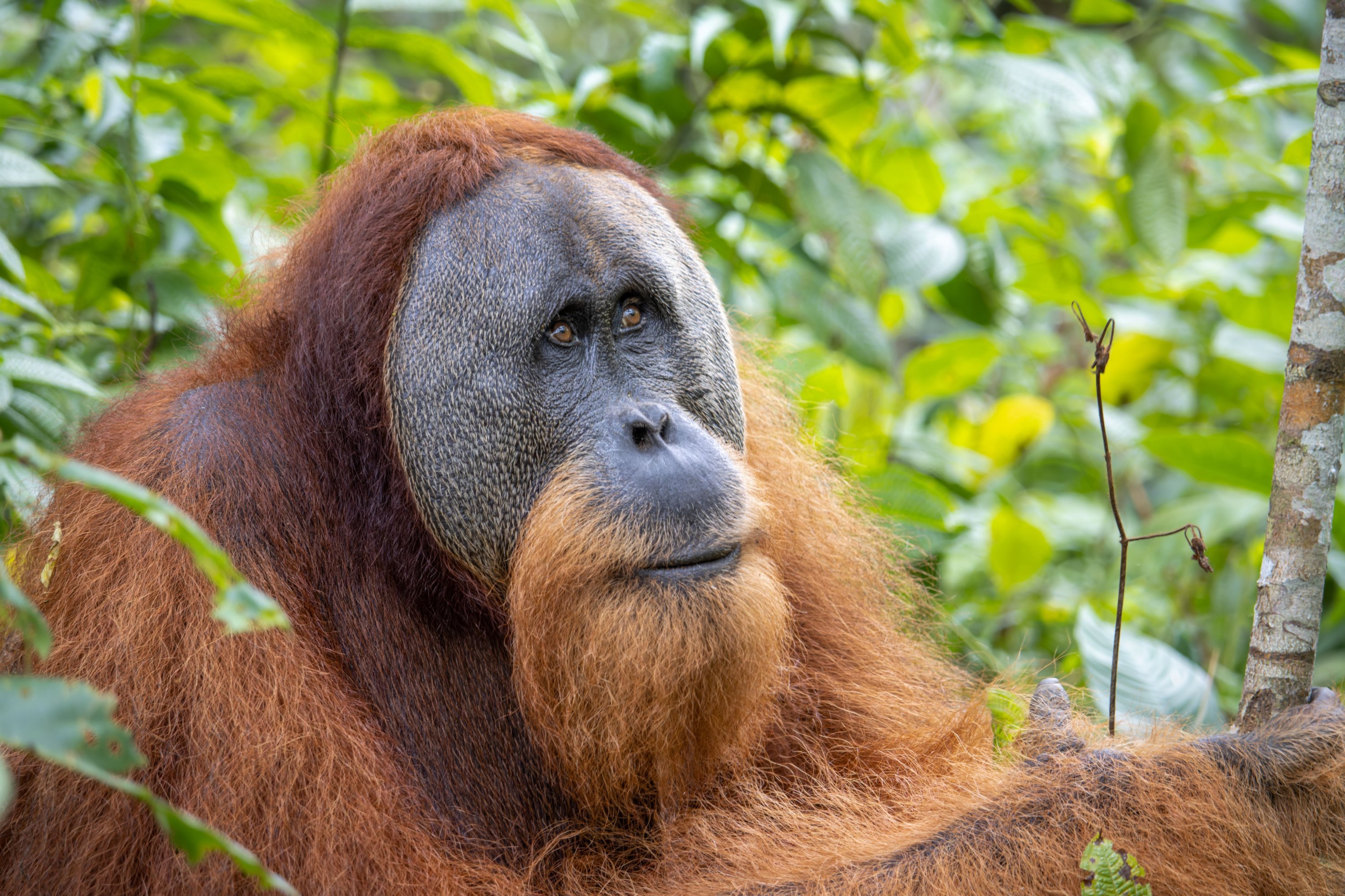 Heavy rains kill 7% of rare orangutans in Indonesia: Study
